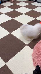 鳥塚昭源ブリーダーのブログ：🐶💕 短いあんよにモフモフ爆毛😍ドワーフタイプのビションフリーゼ兄妹が可愛すぎる！🎥✨