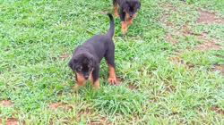 垣内久美ブリーダーのブログ：子犬達