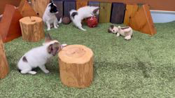 坪光英男ブリーダーのブログ：あと1日🐶