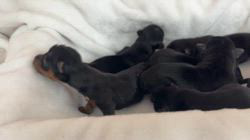 坪光英男ブリーダーのブログ：生まれたてです🐶