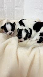 坪光英男ブリーダーのブログ：生まれてます♡