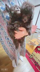 岡本達樹ブリーダーのブログ：シーズーに育てられたプードルの赤ちゃん