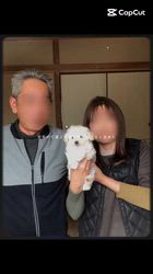 小川正人ブリーダーのブログ：お迎えしてから一才の誕生日