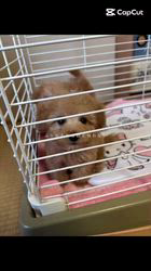 小川正人ブリーダーのブログ：ペキプー一才の誕生日