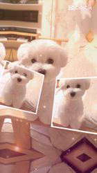 小川正人ブリーダーのブログ：成長記録