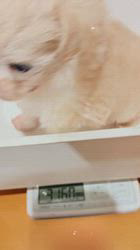 小川正人ブリーダーのブログ：8月23日誕生🐣の兄妹🐶の体重❣️