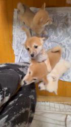 太田清信ブリーダーのブログ：子犬の社会化訓練