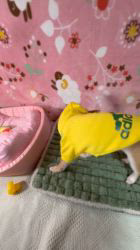 太田清信ブリーダーのブログ：お座りできたよ😊ご家族様募集中