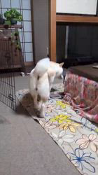 太田清信ブリーダーのブログ：幸せ通信🛜レオくんの場合