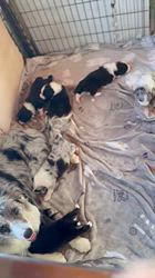 窪田洪嬌ブリーダーのブログ：みんな元気で