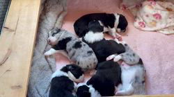 窪田洪嬌ブリーダーのブログ：😍😍😍😍