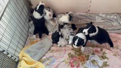 窪田洪嬌ブリーダーのブログ：みんな順調に成長中