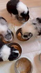 窪田洪嬌ブリーダーのブログ：みんな順調に成長中です