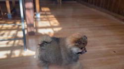 猪俣賢ブリーダーのブログ：2025.11/3撮影📸