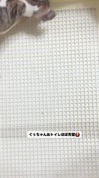 山崎明広ブリーダーのブログ：おトイレほぼ完璧です😊