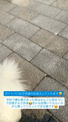 山崎明広ブリーダーのブログ：カイトパパ
