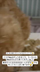 山崎明広ブリーダーのブログ：おっとりさん