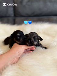 横山舞ブリーダーのブログ：11月11日産まれ　お目目開きました🧡