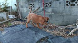 福田貴哉ブリーダーのブログ：体長体高比率100対100完璧な体躯四肢構成