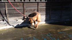 福田貴哉ブリーダーのブログ：大谷俊行最後の作品