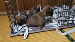 福田貴哉ブリーダーのブログ：子犬の成長