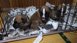 福田貴哉ブリーダーのブログ：子犬の成長