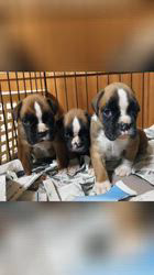福田貴哉ブリーダーのブログ：子犬の成長