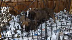 福田貴哉ブリーダーのブログ：子犬の成長