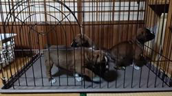 福田貴哉ブリーダーのブログ：子犬の成長