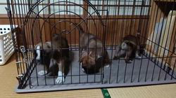 福田貴哉ブリーダーのブログ：子犬の成長