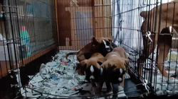 福田貴哉ブリーダーのブログ：子犬の成長