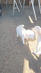 今井恵美ブリーダーのブログ：チワワベビー