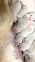 倉上愛実ブリーダーのブログ：今朝のゴールデンのベビー🍼ちゃん🧸💘🍀