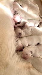 倉上愛実ブリーダーのブログ：今朝のゴールデンの子犬達♪🐾💘🍀🧸🍼