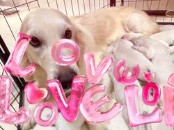 倉上愛実ブリーダーのブログ：産まれて9日目ゴールデンの赤ちゃん🍼🍀💘