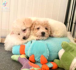 倉上愛実ブリーダーのブログ：11月8日産まれのビションプーの4兄妹♪スクスク成長中です♪🧸🍀🐾💘