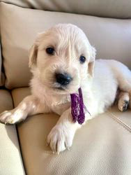 倉上愛実ブリーダーのブログ：英国系🇬🇧ゴールデンの子犬🐾ご家族様募集中です♪