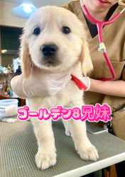 倉上愛実ブリーダーのブログ：ゴールデン8兄妹♪🐾ワクチンと健康診断受けました♪