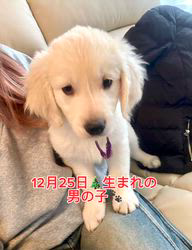 倉上愛実ブリーダーのブログ：ご家族様が遊びに来てくれました♪🐾🍀💘