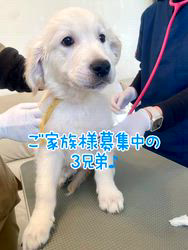倉上愛実ブリーダーのブログ：ご家族様募集中の3兄弟♪2回目のワクチン接種しました♪💘🍀🐾