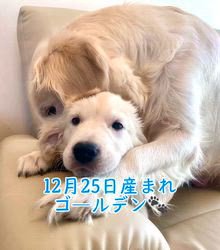 倉上愛実ブリーダーのブログ：ゴールデン🧸男の子🐾3ご家族様募集中♪✨✨✨