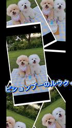 倉上愛実ブリーダーのブログ：ビションプーの男の子🐾お誕生日おめでとうございます♪🎉🎂🎁