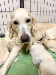 倉上愛実ブリーダーのブログ：ゴールデンの子犬達🐾健康診断とマイクロチップ装置しました♪✨✨✨