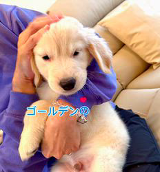 倉上愛実ブリーダーのブログ：ゴールデンの男の子💜🐾新しいご家族様の元に巣立ちました♪