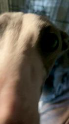 中山一美ブリーダーのブログ：イタリアングレーハウンドのココちゃん