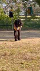 松原香里ブリーダーのブログ：巣立ったパピー🤡オーリくん🤡からのお便り