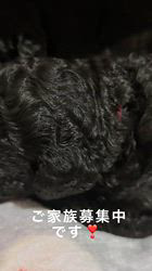 松原香里ブリーダーのブログ：🎶オーナー様募集中🎶のパピーちゃんたち🎶