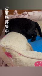 松原香里ブリーダーのブログ：写真＆動画、更新❣️かわいくなってます❣️