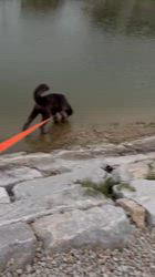 松原香里ブリーダーのブログ：🍀巣立ったアムルくんからの手紙🍀