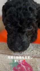 松原香里ブリーダーのブログ：🆙昨日、写真と動画を更新しました🆙